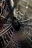 Spiders Web_8264