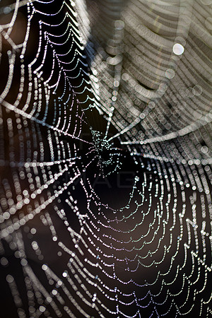 Spiders Web_8264