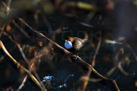 Dipper_9270
