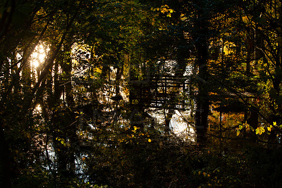 Impressions of Autum_6869-local