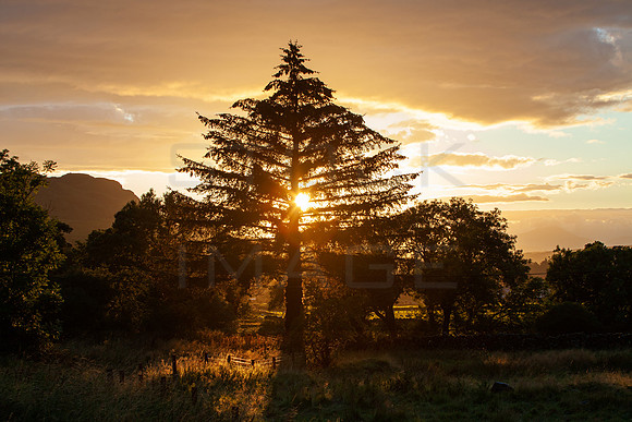 Sunset Behind Fir Tree_1505_5D