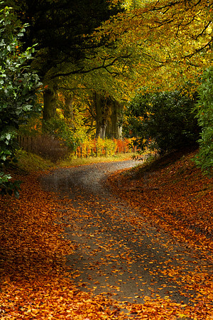 A Drive through Autumn_8526