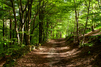 Woodland Path in Spring_9975