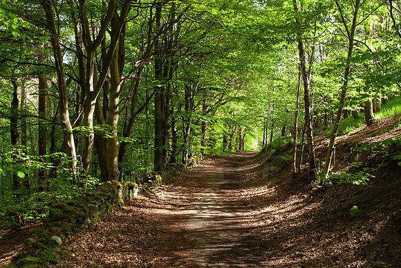Woodland Path in Spring_9975
