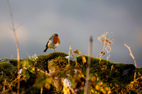 Robin_1976