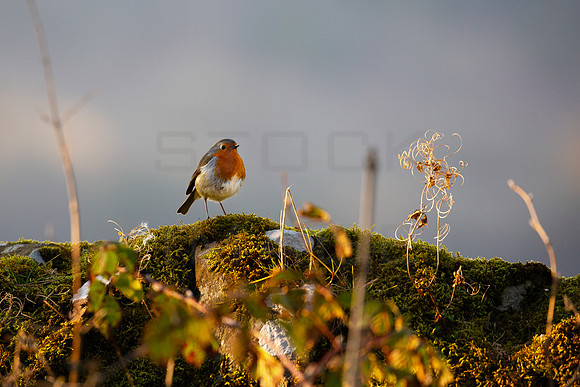 Robin_1976