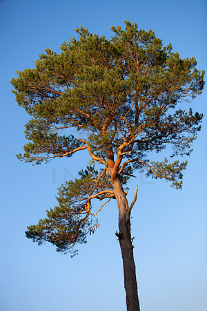 Scot's Pine_8222-5D-local