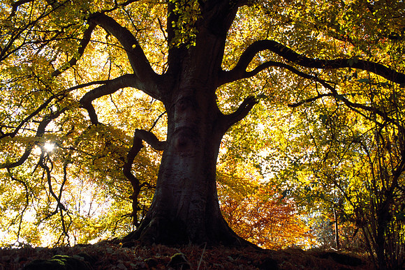 Tree Spirit