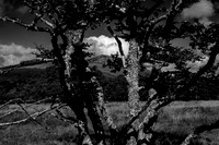 Lee Pen through Beeches_3428-5D111