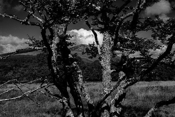 Lee Pen through Beeches_3428-5D111