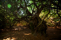 Traquiar House Yew_3406-5D111