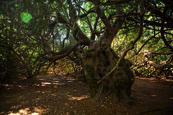 Traquiar House Yew_3406-5D111