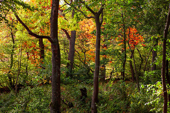 Toll Wood in Autumn Light_2244-local-5D
