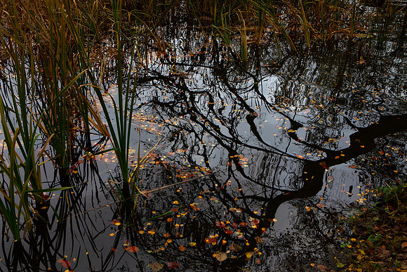 A Watery Hallowed Spookyness_2428-5D-autumn