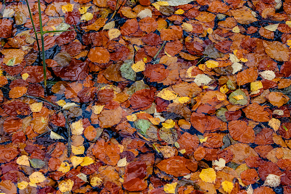 Autumn Leaves on Water_2578-90D-autumn