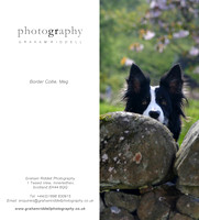 Collie-Meg_2015-1