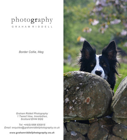 Collie-Meg_2015-1