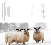 Three Snowy Sheep-1
