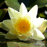 Lotus_card