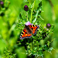 Small Tortoiseshell Butterfly_card_9744