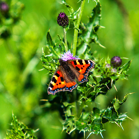 Small Tortoiseshell Butterfly_card_9744