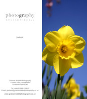 Daffodil_2015-1
