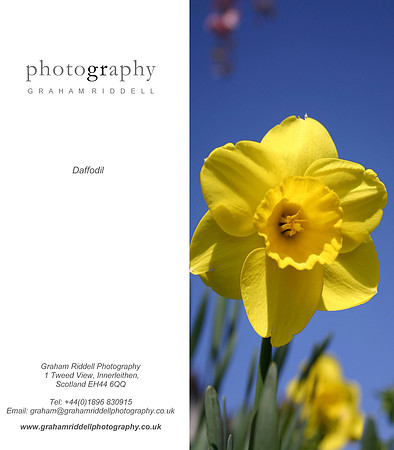 Daffodil_2015-1