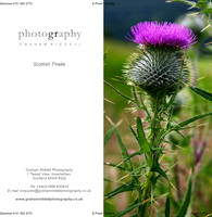 Scottish Thistle-proof