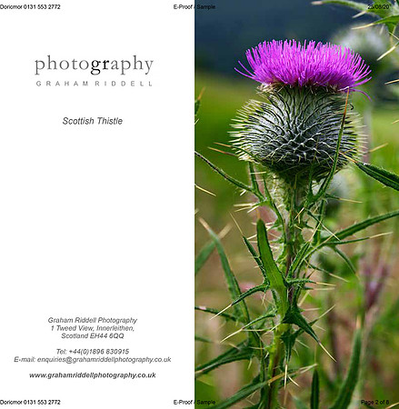 Scottish Thistle-proof
