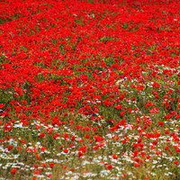 Poppy Flow - ON ORDER