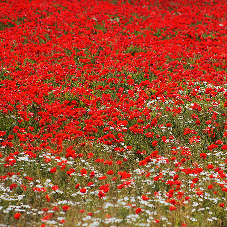 Poppy Flow - ON ORDER