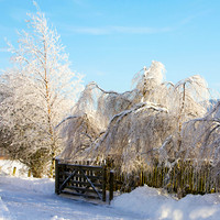 Frozen Weeping Birches