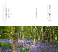 Belle of the Woods_2015-1