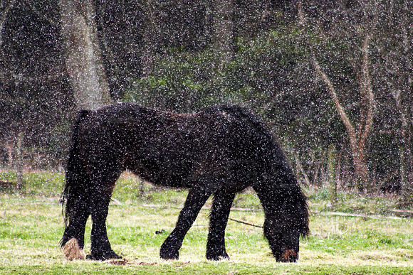 Black Horse in Blizzard