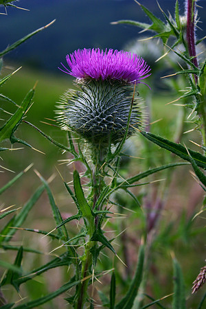 Scottish Thistle_2439