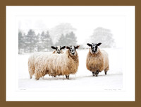 Three Snowy Sheep_0118_Art-Print-framed