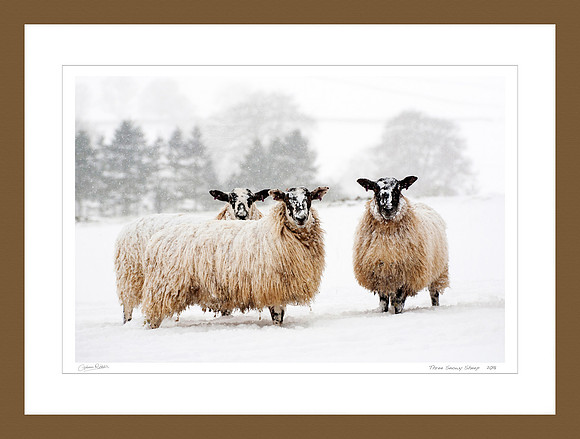 Three Snowy Sheep_0118_Art-Print-framed