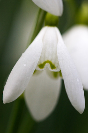 Damp Snowdrop Head_9894