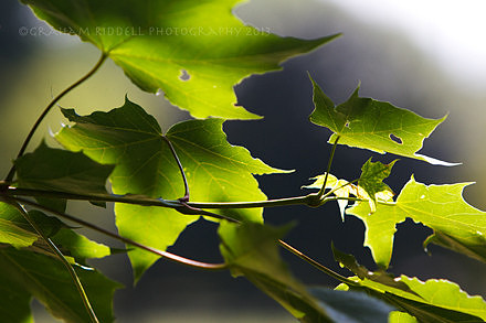 Green Leaves_8666 copy