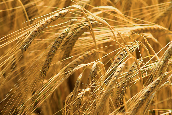 Golden Wheat