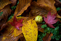 After the Fall