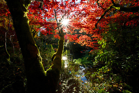 Autum Jungle_4482