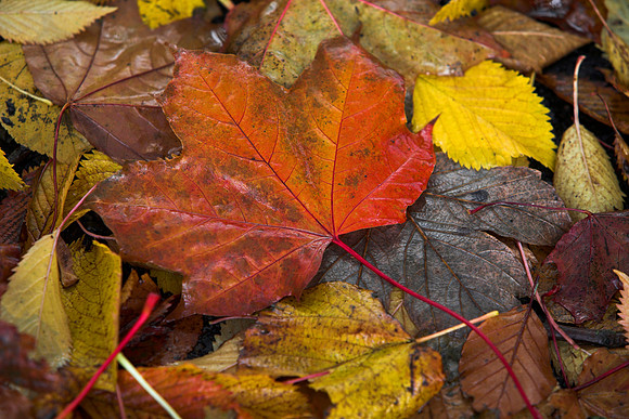 Autumn Maple Leaf_0899