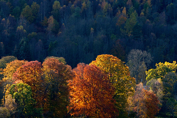 Blazing Autumn Woodland_4106