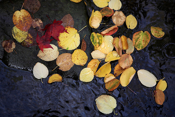 Nature's Coins_1283