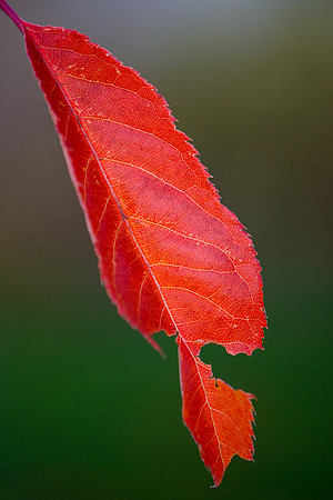 Red Veins_0627