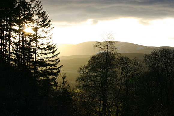 Woodland Setting