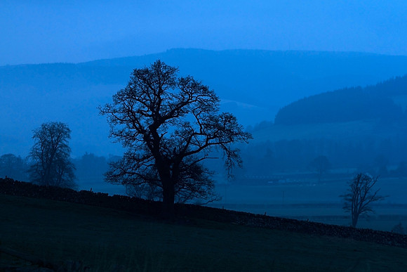 Branches in the Dawn_0018
