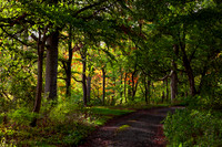 The Colours of Autmn in Toll Wood_2239-local-5D