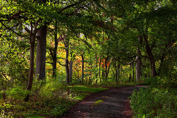 The Colours of Autmn in Toll Wood_2239-local-5D